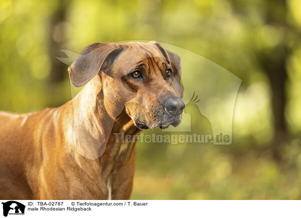Rhodesian Ridgeback R�de / male Rhodesian Ridgeback / TBA-02787