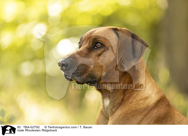 Rhodesian Ridgeback R�de / male Rhodesian Ridgeback / TBA-02792