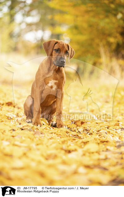 Rhodesian Ridgeback Welpe / Rhodesian Ridgeback Puppy / JM-17795