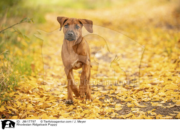 Rhodesian Ridgeback Welpe / Rhodesian Ridgeback Puppy / JM-17797