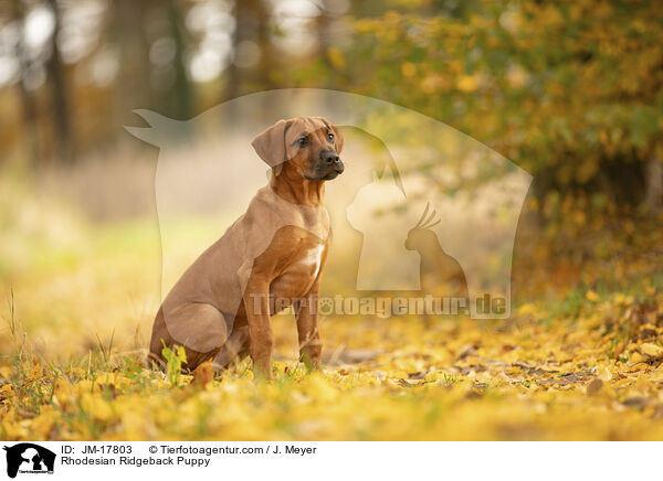 Rhodesian Ridgeback Welpe / Rhodesian Ridgeback Puppy / JM-17803