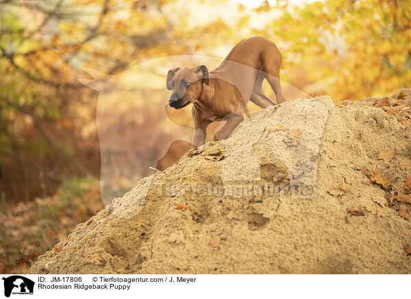 Rhodesian Ridgeback Welpe / Rhodesian Ridgeback Puppy / JM-17806