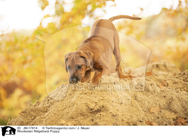 Rhodesian Ridgeback Welpe / Rhodesian Ridgeback Puppy / JM-17814