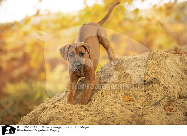 Rhodesian Ridgeback Welpe / Rhodesian Ridgeback Puppy / JM-17817