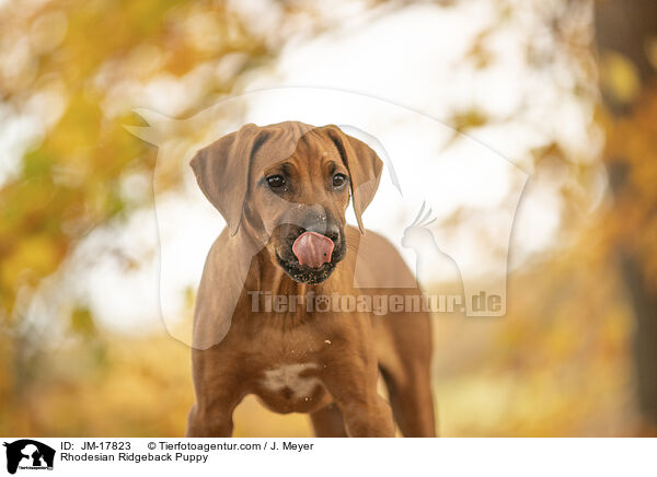 Rhodesian Ridgeback Welpe / Rhodesian Ridgeback Puppy / JM-17823