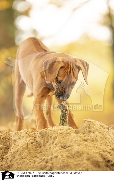 Rhodesian Ridgeback Welpe / Rhodesian Ridgeback Puppy / JM-17827