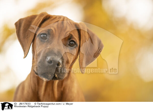 Rhodesian Ridgeback Puppy / JM-17833