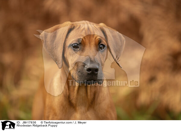 Rhodesian Ridgeback Welpe / Rhodesian Ridgeback Puppy / JM-17836