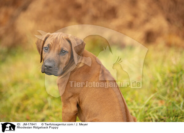Rhodesian Ridgeback Welpe / Rhodesian Ridgeback Puppy / JM-17841