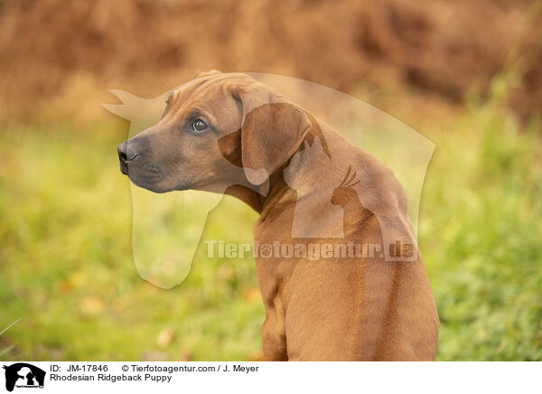 Rhodesian Ridgeback Welpe / Rhodesian Ridgeback Puppy / JM-17846