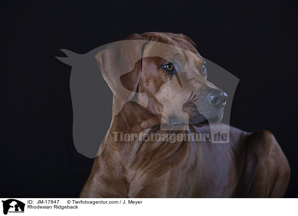 Rhodesian Ridgeback / Rhodesian Ridgeback / JM-17847
