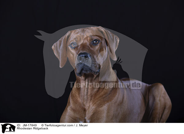 Rhodesian Ridgeback / Rhodesian Ridgeback / JM-17849