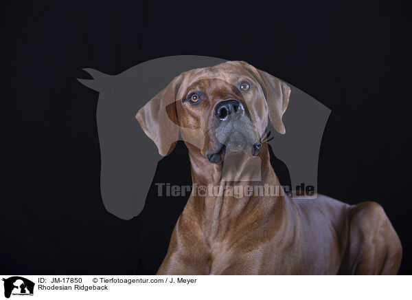 Rhodesian Ridgeback / Rhodesian Ridgeback / JM-17850