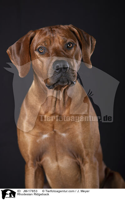 Rhodesian Ridgeback / Rhodesian Ridgeback / JM-17853
