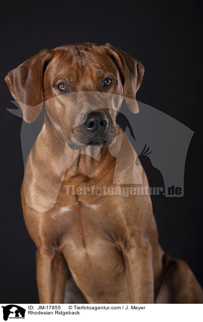 Rhodesian Ridgeback / Rhodesian Ridgeback / JM-17855