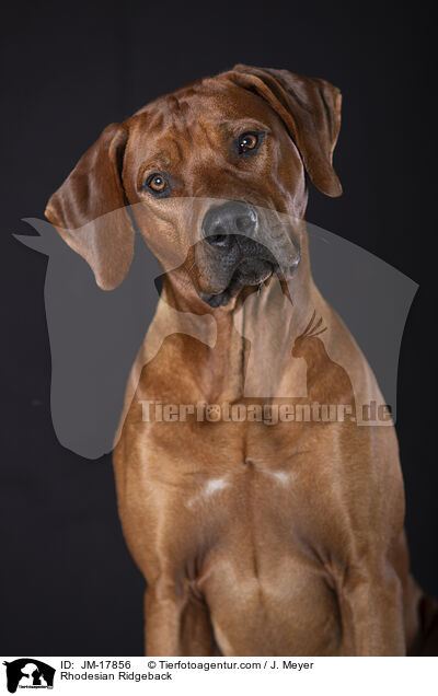 Rhodesian Ridgeback / Rhodesian Ridgeback / JM-17856