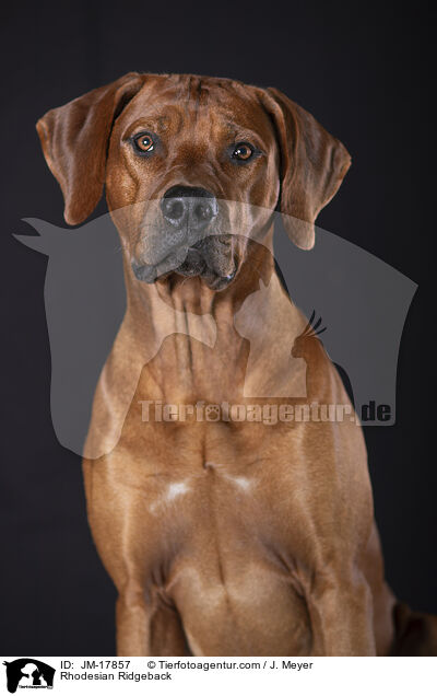 Rhodesian Ridgeback / Rhodesian Ridgeback / JM-17857