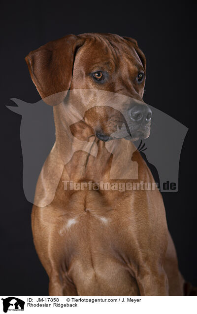 Rhodesian Ridgeback / Rhodesian Ridgeback / JM-17858