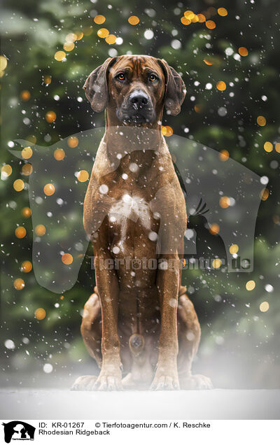 Rhodesian Ridgeback / Rhodesian Ridgeback / KR-01267