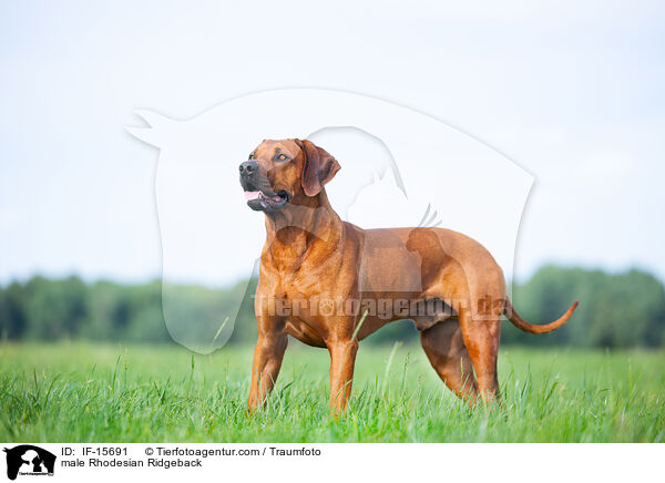 Rhodesian Ridgeback Rde / male Rhodesian Ridgeback / IF-15691