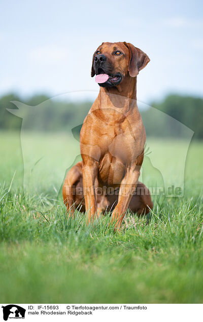 Rhodesian Ridgeback Rde / male Rhodesian Ridgeback / IF-15693