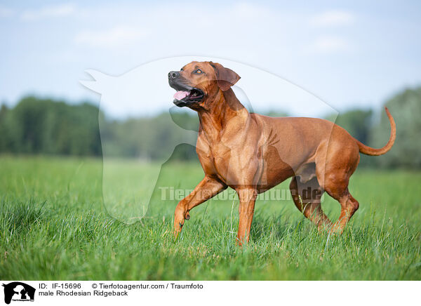 male Rhodesian Ridgeback / IF-15696