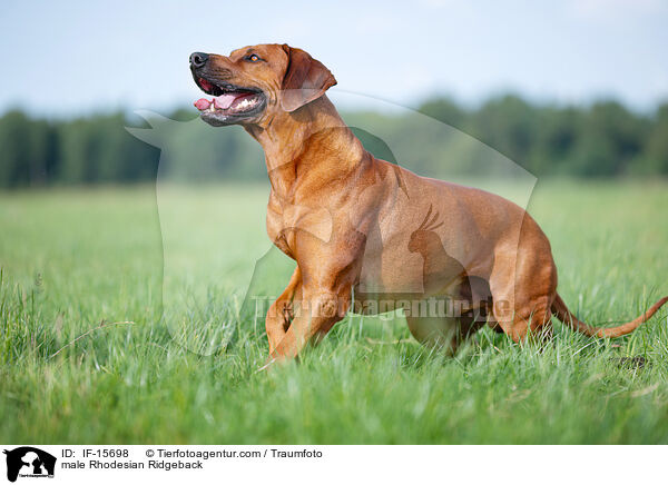 Rhodesian Ridgeback Rde / male Rhodesian Ridgeback / IF-15698