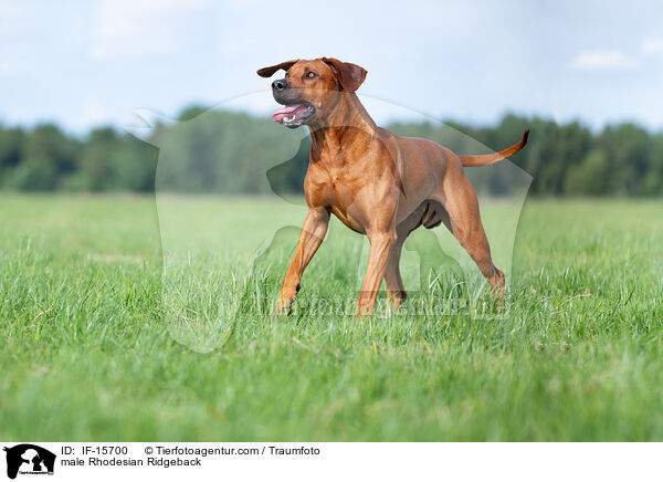 Rhodesian Ridgeback R�de / male Rhodesian Ridgeback / IF-15700