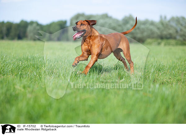 Rhodesian Ridgeback R�de / male Rhodesian Ridgeback / IF-15702