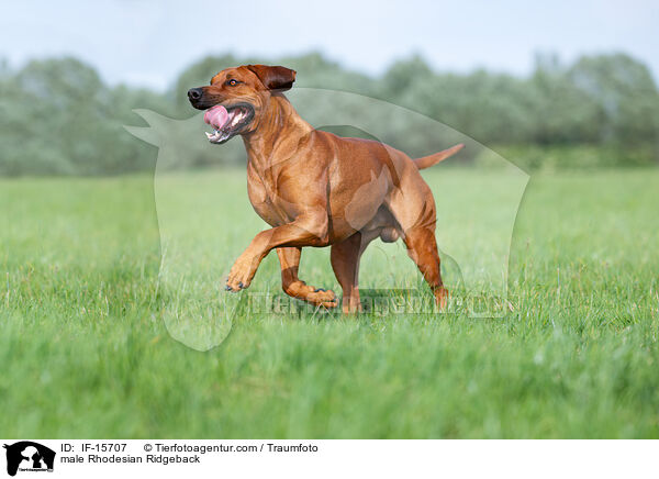 Rhodesian Ridgeback R�de / male Rhodesian Ridgeback / IF-15707