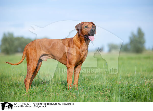 Rhodesian Ridgeback Rde / male Rhodesian Ridgeback / IF-15713