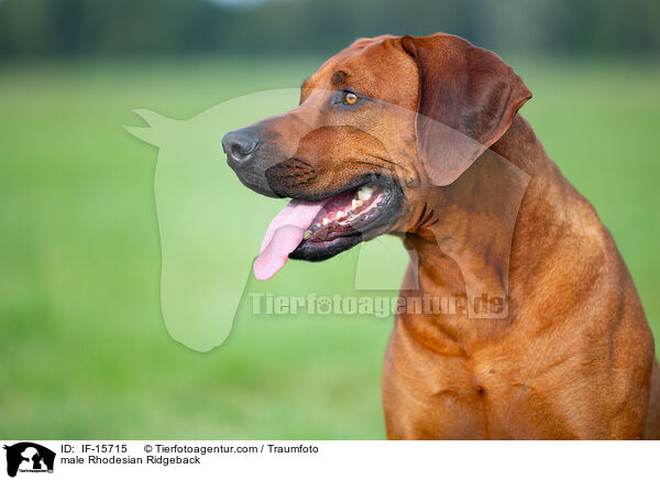 Rhodesian Ridgeback R�de / male Rhodesian Ridgeback / IF-15715