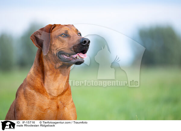 Rhodesian Ridgeback R�de / male Rhodesian Ridgeback / IF-15716
