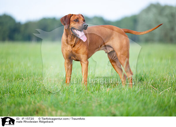 Rhodesian Ridgeback Rde / male Rhodesian Ridgeback / IF-15720