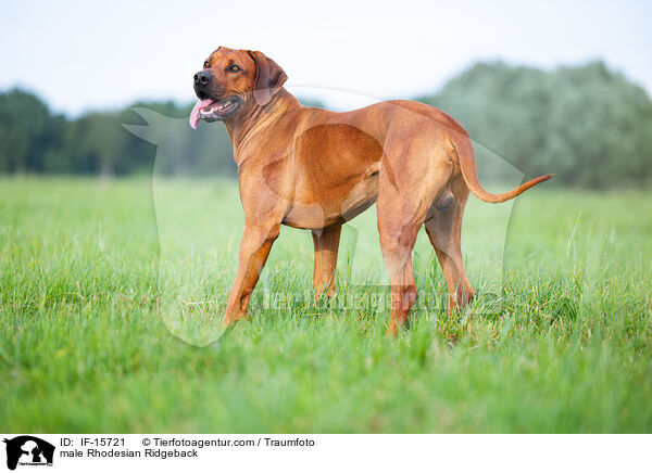 male Rhodesian Ridgeback / IF-15721