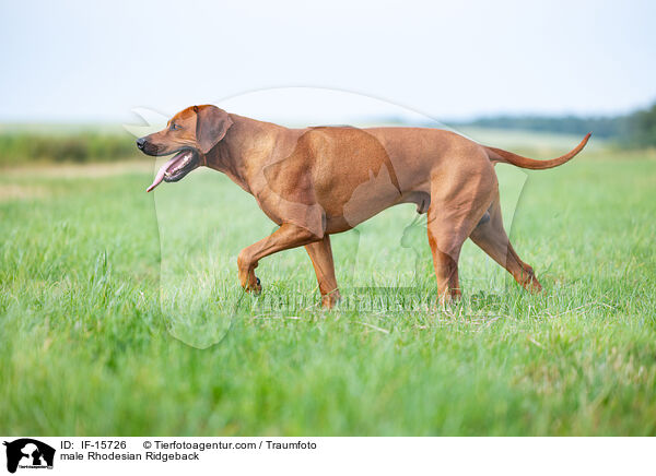 Rhodesian Ridgeback R�de / male Rhodesian Ridgeback / IF-15726