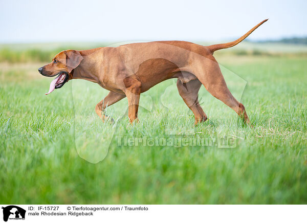 Rhodesian Ridgeback Rde / male Rhodesian Ridgeback / IF-15727
