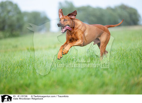 Rhodesian Ridgeback R�de / male Rhodesian Ridgeback / IF-15728