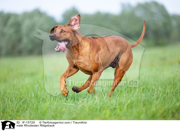 Rhodesian Ridgeback R�de / male Rhodesian Ridgeback / IF-15729