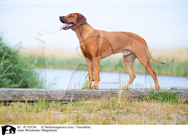 Rhodesian Ridgeback Rde / male Rhodesian Ridgeback / IF-15734