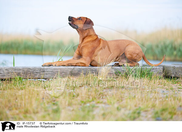 Rhodesian Ridgeback R�de / male Rhodesian Ridgeback / IF-15737