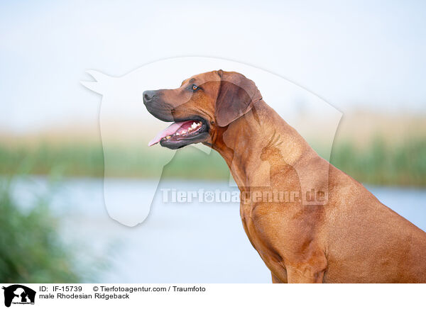 Rhodesian Ridgeback R�de / male Rhodesian Ridgeback / IF-15739