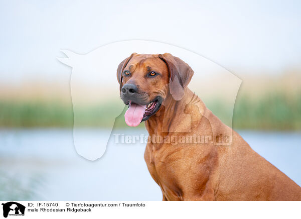 Rhodesian Ridgeback R�de / male Rhodesian Ridgeback / IF-15740