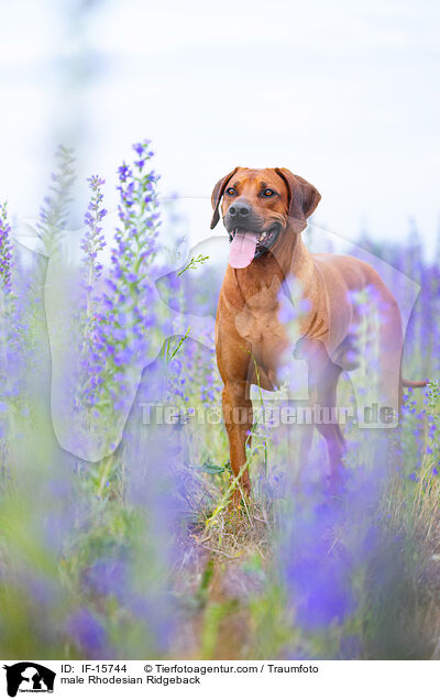 male Rhodesian Ridgeback / IF-15744