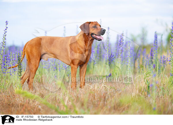 Rhodesian Ridgeback Rde / male Rhodesian Ridgeback / IF-15750