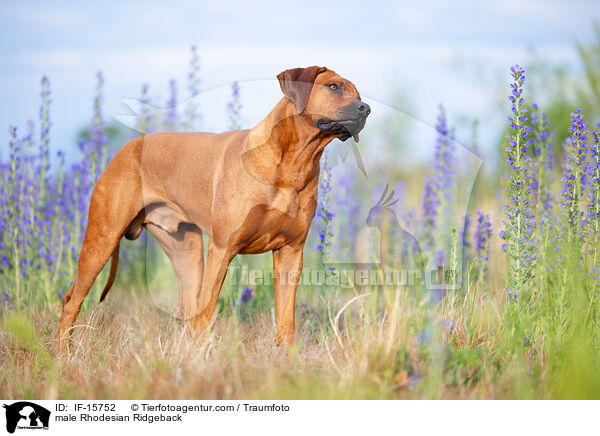 Rhodesian Ridgeback R�de / male Rhodesian Ridgeback / IF-15752