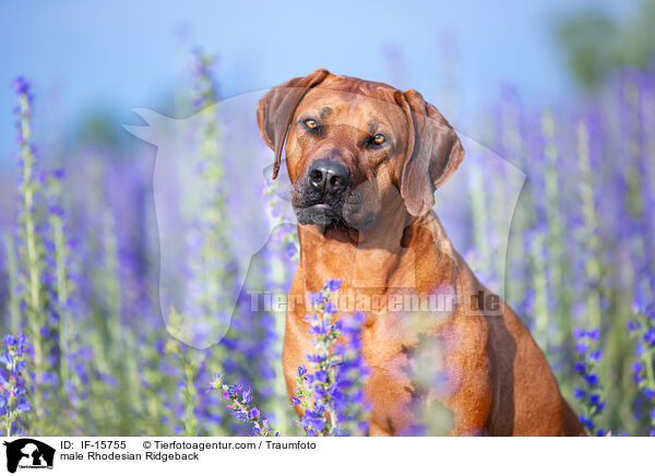 Rhodesian Ridgeback R�de / male Rhodesian Ridgeback / IF-15755