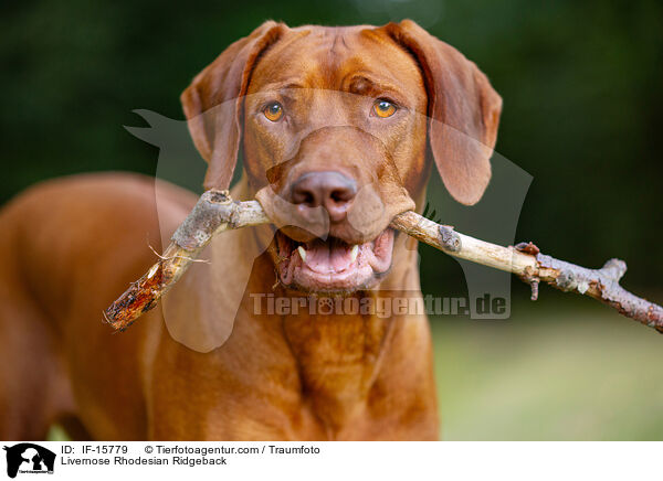 Livernose Rhodesian Ridgeback Hndin / Livernose Rhodesian Ridgeback / IF-15779