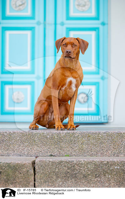 Livernose Rhodesian Ridgeback Hndin / Livernose Rhodesian Ridgeback / IF-15785