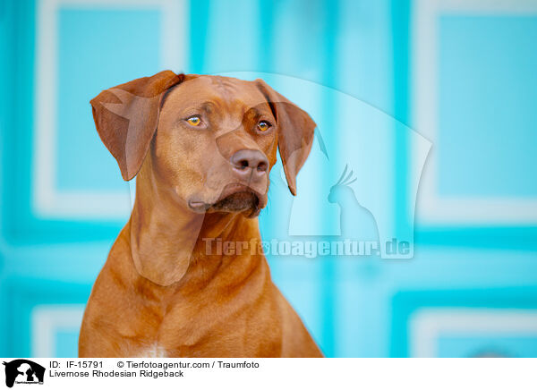 Livernose Rhodesian Ridgeback Hndin / Livernose Rhodesian Ridgeback / IF-15791